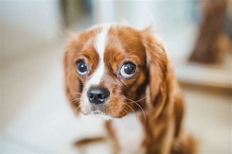 Bloodshot Eyes In Dogs When To Worry And How Pet Genius Can Help — Pet