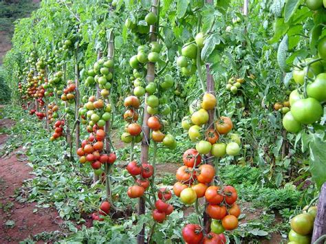 Principais Manejos na Cultura do Tomate Orgânico Portal Agriconline