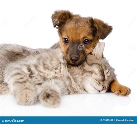 Dog And Cat Sleeping. Isolated On White Background Stock Image - Image ...