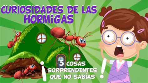 5 Cosas Que No SabÍas De Las Hormigas Curiosidades Fascinantes Para NiÑos Youtube