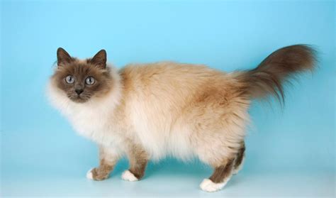 Birman Cat Info, History, Personality, Kittens, Diet, Picture