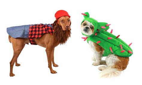 Dog Halloween Costumes for Every Type of Dog Owner - Boogie the Pug