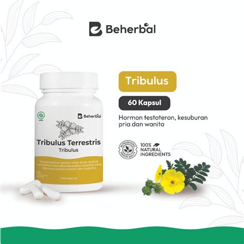 Jual Beherbal Kapsul Tribulus Pure Tribulus Terrestris Capsule Untuk