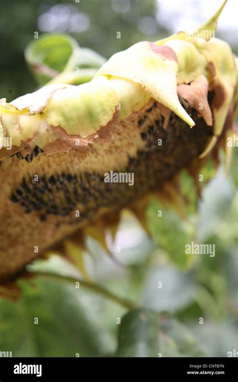 Sunflower head with sunflower seeds Stock Photo - Alamy