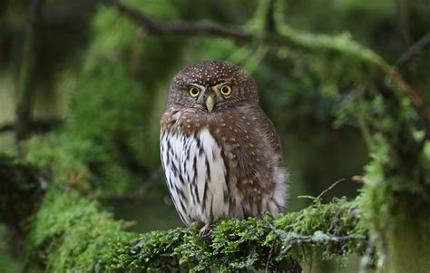 Bird Alliance of Oregon Wildlife Sanctuary - Bird Alliance of Oregon