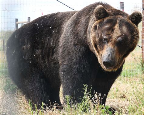 Riku The Bear Who Spent 27 Years In Captivity Flown From Japan To Uk