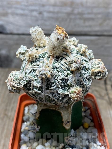 SHPR13710 Astrophytum hybrid grafted Кактус онлайн