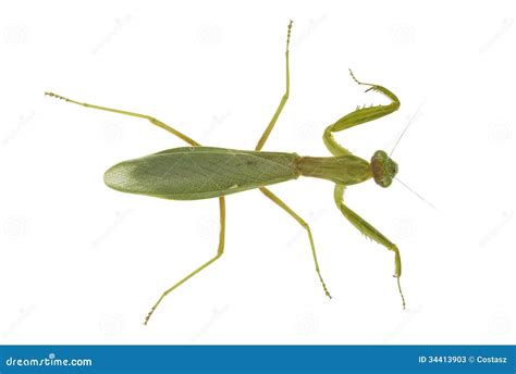 Praying Mantis With Wings