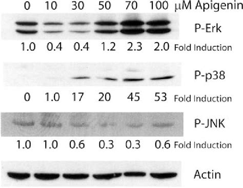 Apigenin Induces Dose Dependent Phosphorylation Of Extracellular