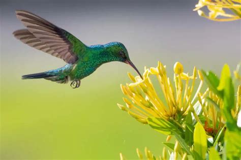 How To Create A Hummingbird Garden The Green Thumbler