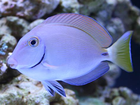 Ocean Surgeonfish Caribbean Reef2reef Saltwater And Reef Aquarium Forum