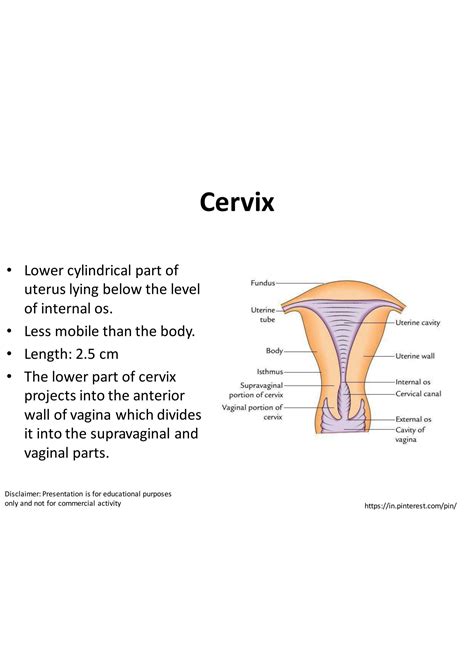 SOLUTION: Cervix uterus anatomy - Studypool