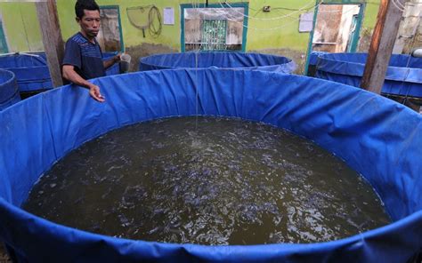 Cara Budidaya Ternak Lele Modal Dan Perkirakan Keuntungannya