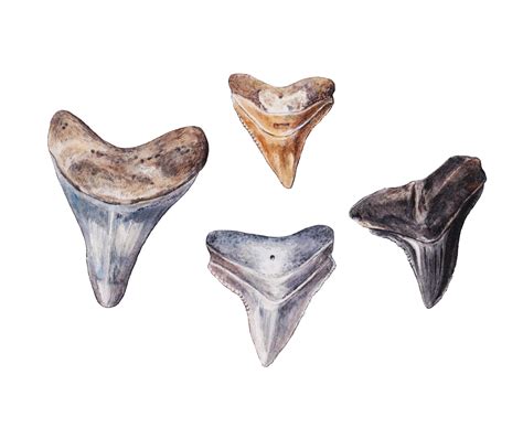 Arriba Imagen Shark Tooth Fossil Identification Abzlocal Mx