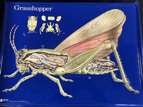 Grasshopper Anatomy Diagram Diagram | Quizlet