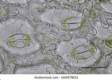 Stomata Royalty-Free Images, Stock Photos & Pictures | Shutterstock