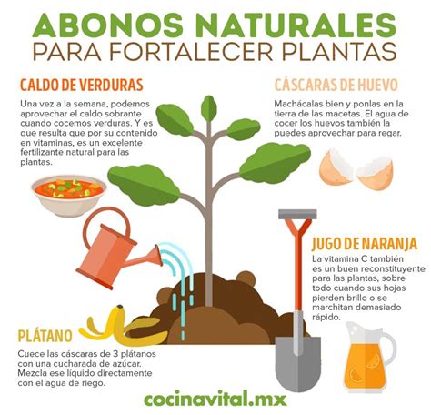 Descubre El Mejor Abono Para Tus Macetas Y Haz Que Tus Plantas Florezcan