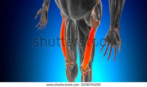 Vastus Intermedius Muscle Anatomy Medical Concept Stock Illustration