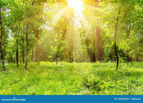 Bright Sunny Day In Park The Sun Rays Illuminate Grass And Trees Stock