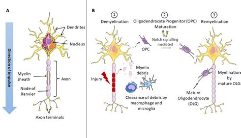 The Role Of Myelin In Neurodegeneration Implications For Drug Targets