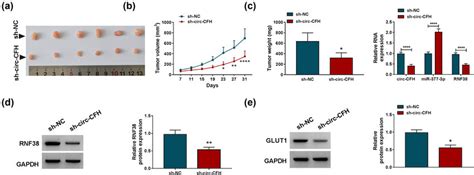 Silencing Of Circ Cfh Repressed Tumor Growth In Vivo A And B The