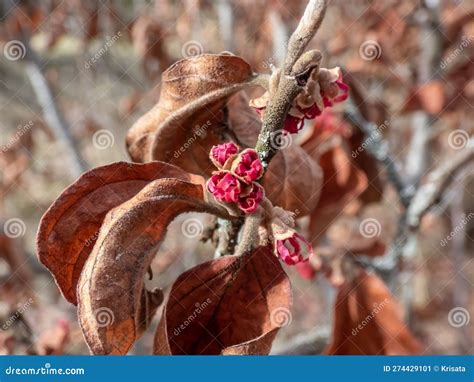 Red Blooms On Naked Branches Of Witch Hazel Cultivar Hamamelis X Intermedia In Spring Stock