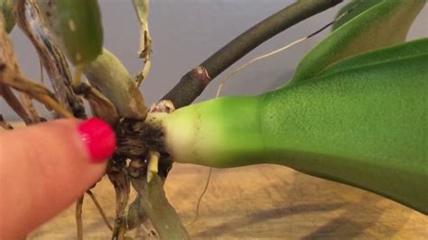 Water Culture Orchid Treating Stem Rot On Phalaenopsis YouTube