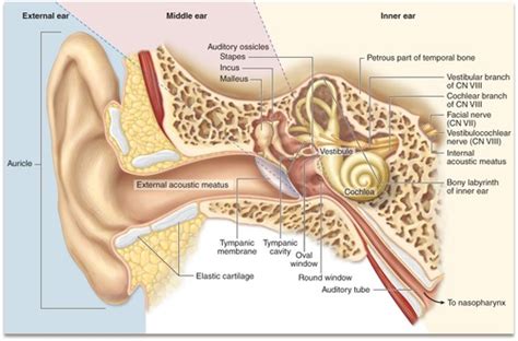 Histology Sensory Organ Ear Bi Flashcards Quizlet