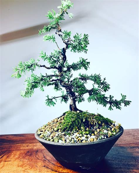 Young Dwarf white cedar : Bonsai