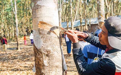 Rubber Tappers In A Tanintharyi Village Told To Halt Tapping Due To