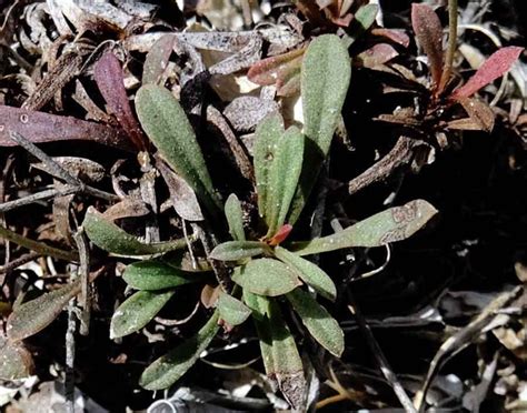 Limonium Virgatum Willd Fourr Portale Della Flora D Italia