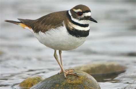 Killdeer Bird Facts, Habitat, Eggs, Sounds, Adaptations, Pictures