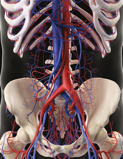 Blood Vessels Human Body