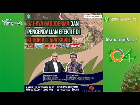 Bahaya Ganoderma Dan Pengendalian Efektif Di Kebun Kelapa Sawit Youtube