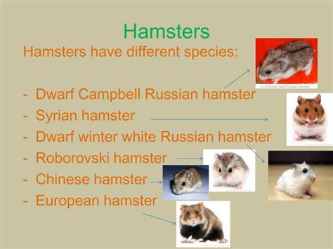 Hamsters Ppt