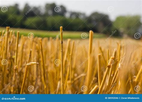 Stalks Of Grain After Harvest Stock Photo Image Of Gold Landscape