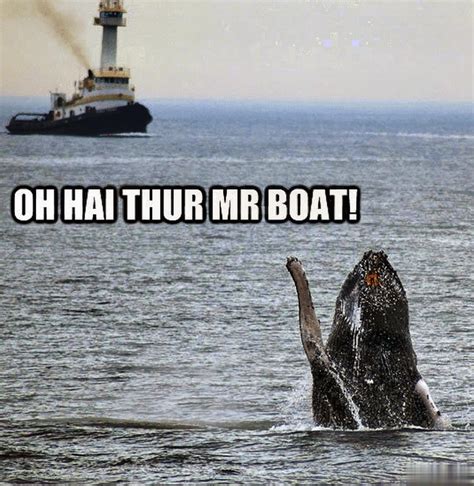 Whale, Hello There: The Top Whale Memes that will make you Laugh