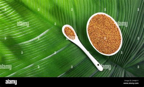 Organic Alfalfa Seeds In The Bowl Medicago Sativa Stock Photo Alamy