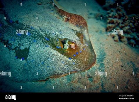 The Beauty Of The Underwater World The Bluespotted Ribbontail Ray