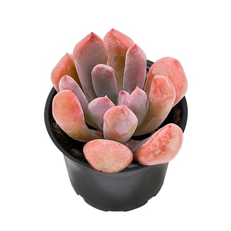 New Echeveria Cupid Succulent Plant Graptoveria Topsy Debbi