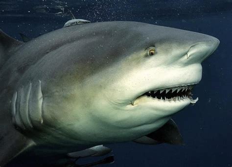 427 best Bull Shark images on Pholder | Sharks, Natureismetal and Fishing