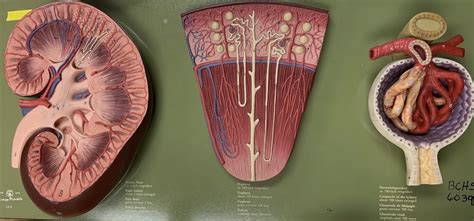 Nephron Kidney Model