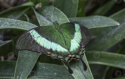 A butterfly at the Niagara Falls butterfly conservatory. 20222508 Stock ...