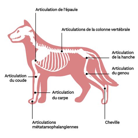 Découvrir 89 imagen formule vertébrale chien fr thptnganamst edu vn