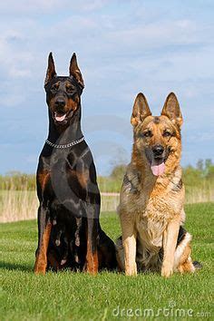 1000+ images about Doberman German shepherd on Pinterest | Dobermans ...