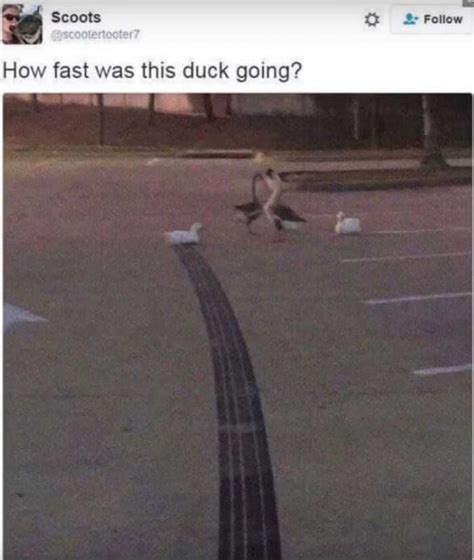 Racing Duck 9GAG