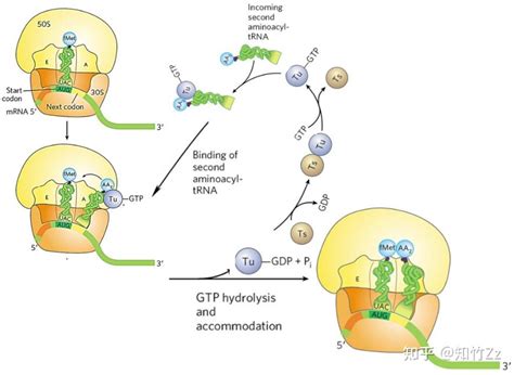生物化学高频考点（四十九）之蛋白质合成的过程内容及思维导图 知乎