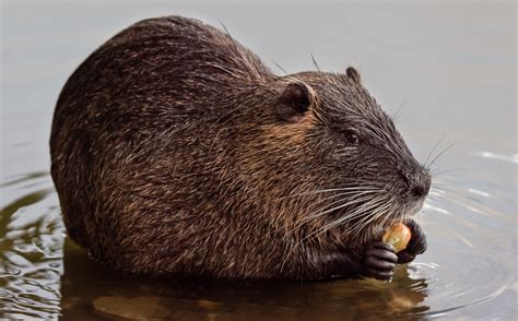 A Nutria Eating At Sunset I Like These Warm Sunset Colors Flickr