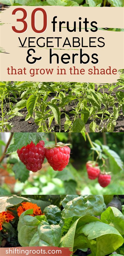 Grow A Productive Garden In Partial Shade