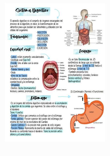 Resumen Sistema Digestivo Salud Sistema Digestivo Udocz Images And